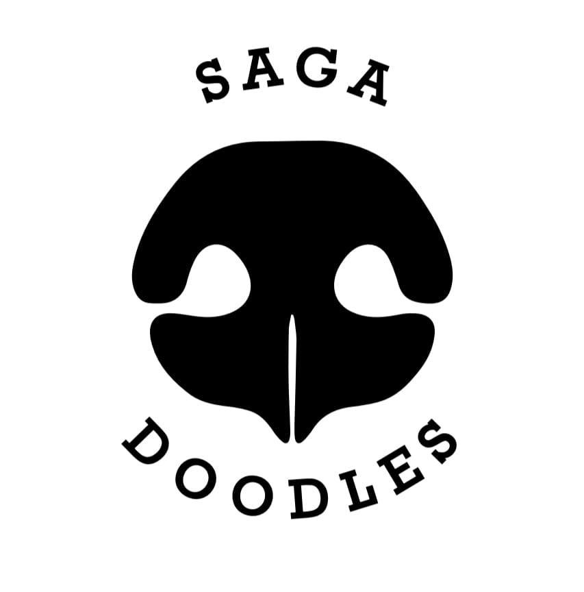 About the Australian Labradoodle Saga Doodles